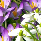 Koje cvijeće se može saditi u jesen